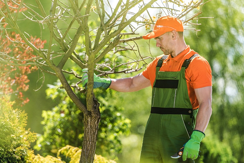 tree care professional